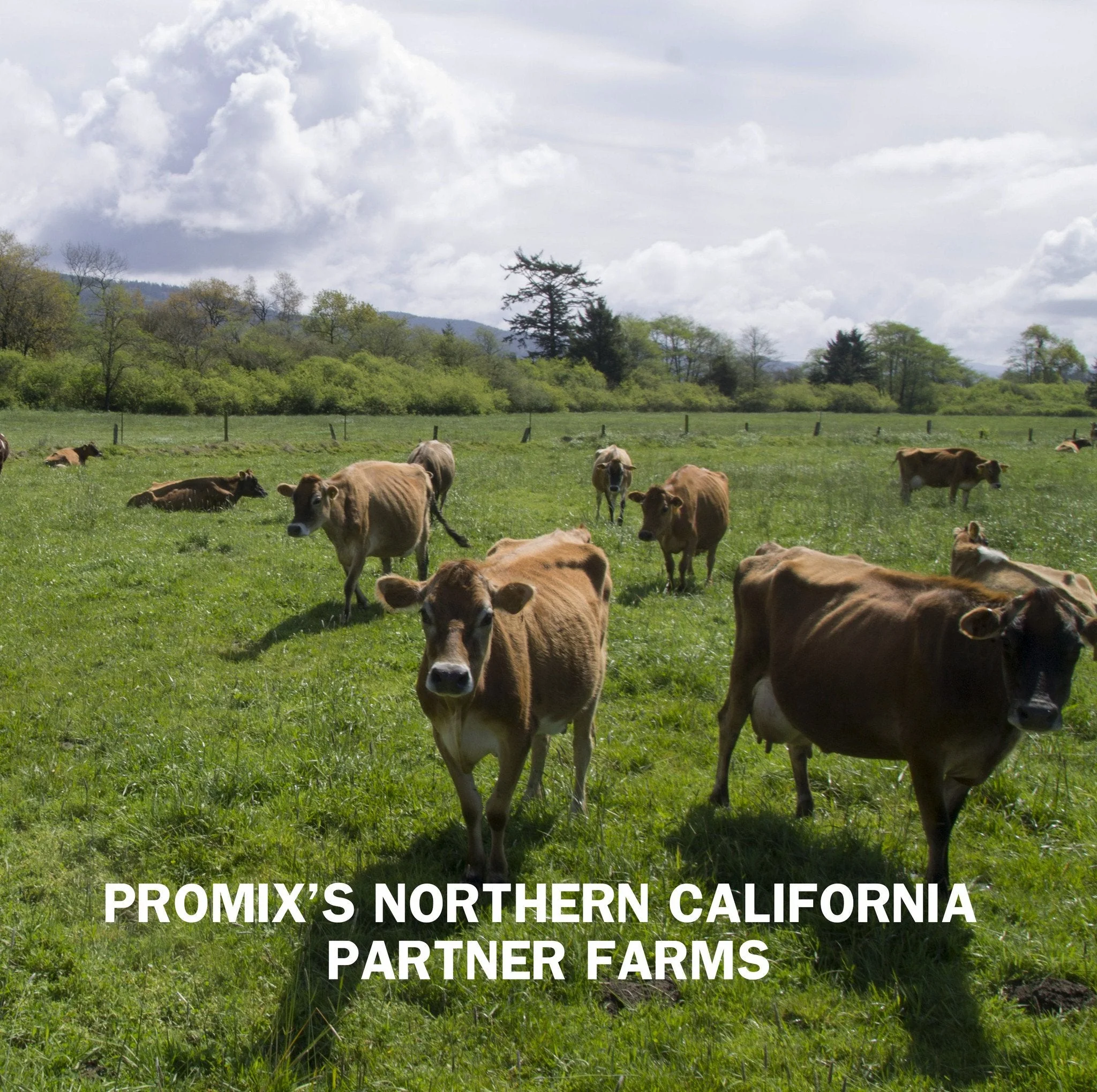 Promix Unflavored Whey Protein Powder - Image 7